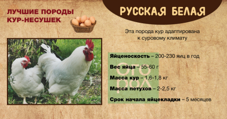 Самые яичные и мясо-яичные породы кур